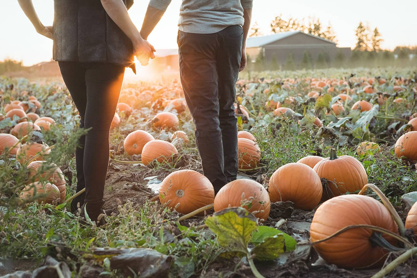 Couple holding hands in a pumpkin patch as the sun is setting in the background